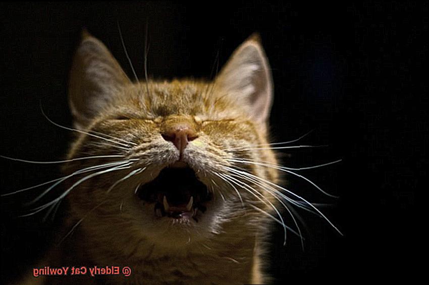 Elderly Cat Yowling-2