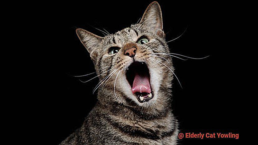 Elderly Cat Yowling-7