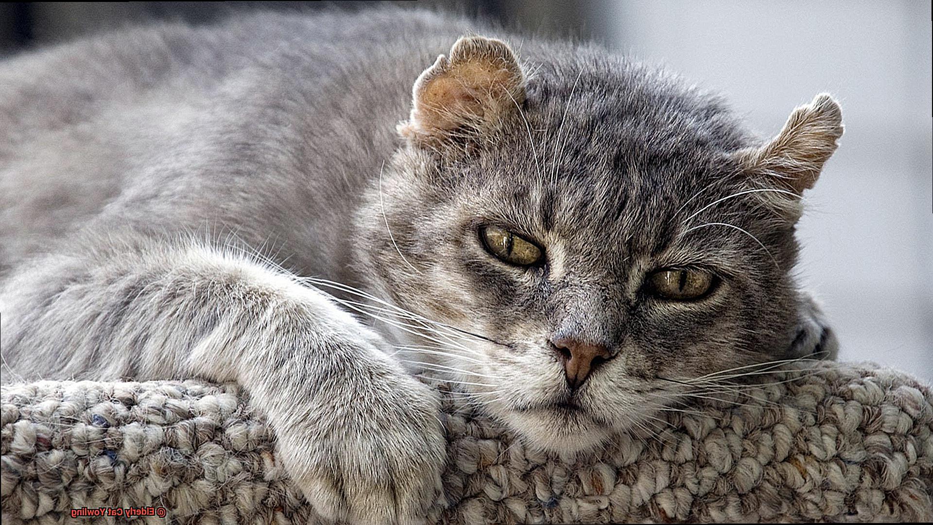 Elderly Cat Yowling-5