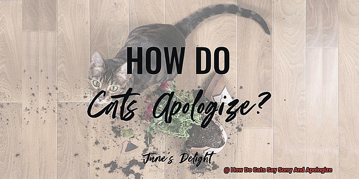 How Do Cats Say Sorry And Apologize-4