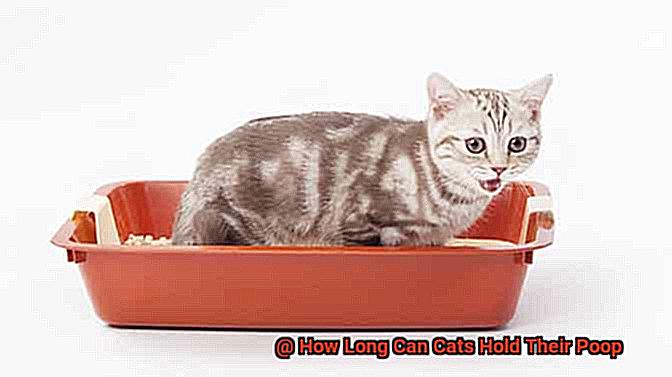 How Long Can Cats Hold Their Poop-3
