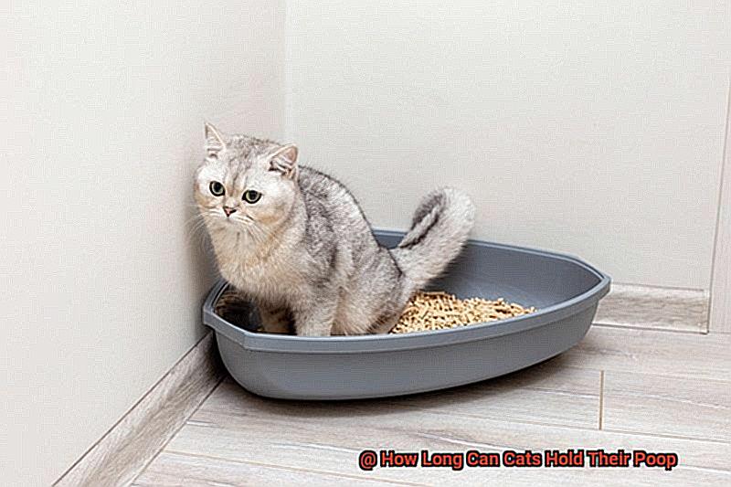 How Long Can Cats Hold Their Poop?