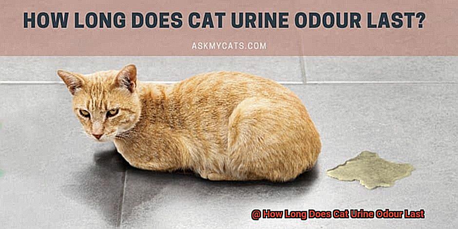 How Long Does Cat Urine Odour Last-2