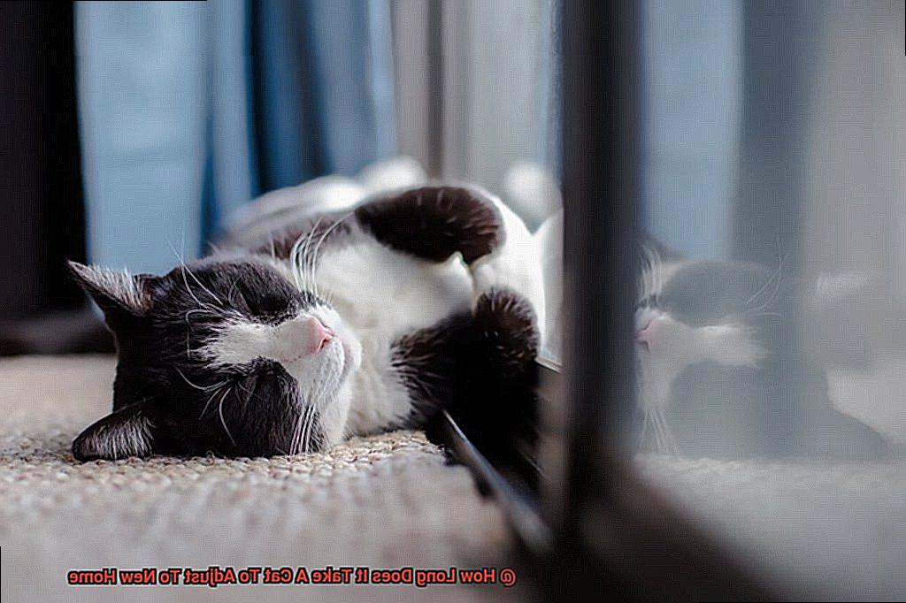 How Long Does It Take A Cat To Adjust To New Home-4