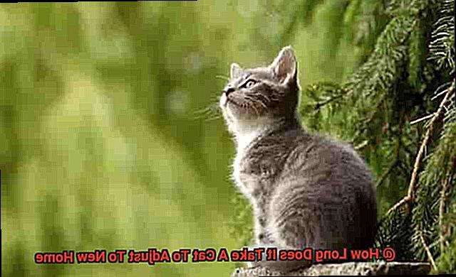 How Long Does It Take A Cat To Adjust To New Home-2