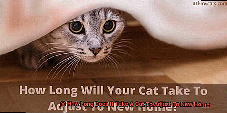 How Long Does It Take A Cat To Adjust To New Home-3