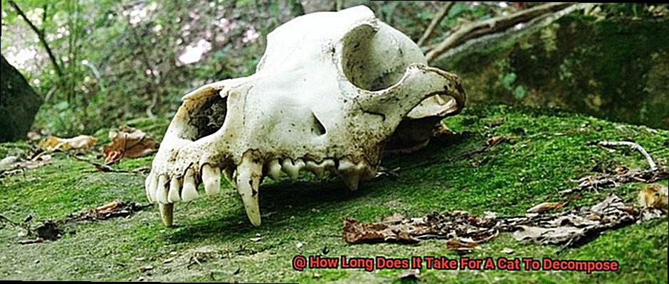 How Long Does It Take For A Cat To Decompose-3
