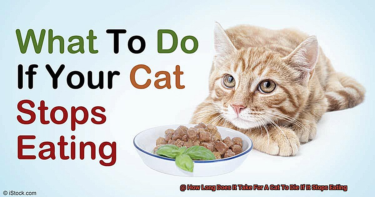 How Long Does It Take For A Cat To Die If It Stops Eating-3