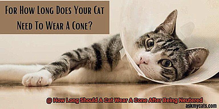 How Long Should A Cat Wear A Cone After Being Neutered-6