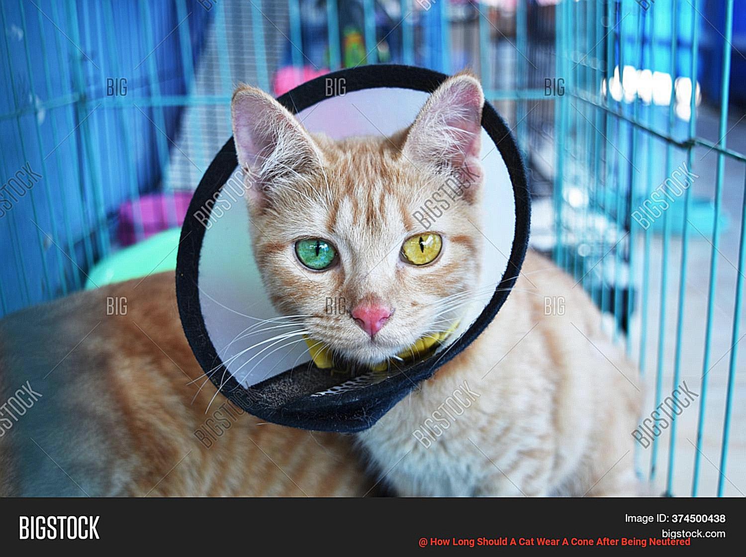 How Long Should A Cat Wear A Cone After Being Neutered-4