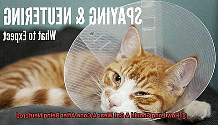 How Long Should A Cat Wear A Cone After Being Neutered-2