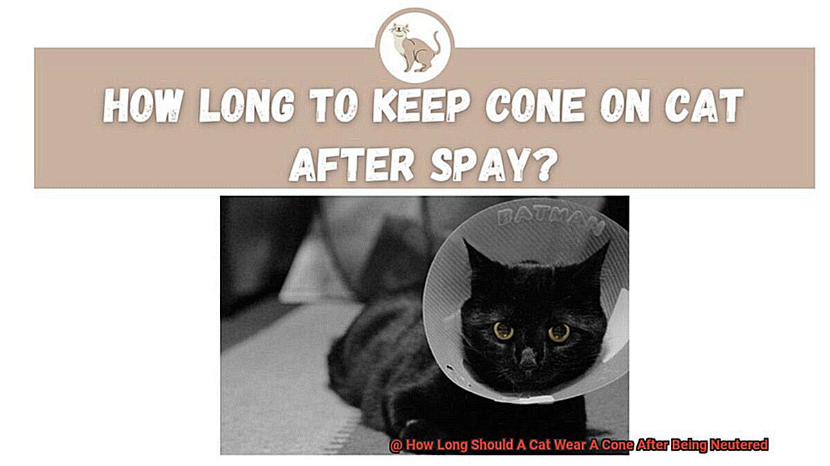 How Long Should A Cat Wear A Cone After Being Neutered-3