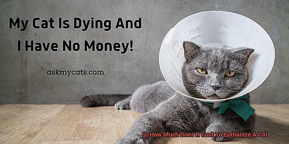 How Much Does It Cost To Euthanize A Cat-2
