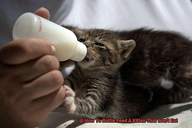 How To Bottle Feed A Kitten That Won't Eat-2