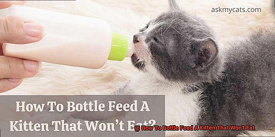 How To Bottle Feed A Kitten That Won't Eat-3