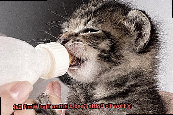 How To Bottle Feed A Kitten That Won't Eat-4