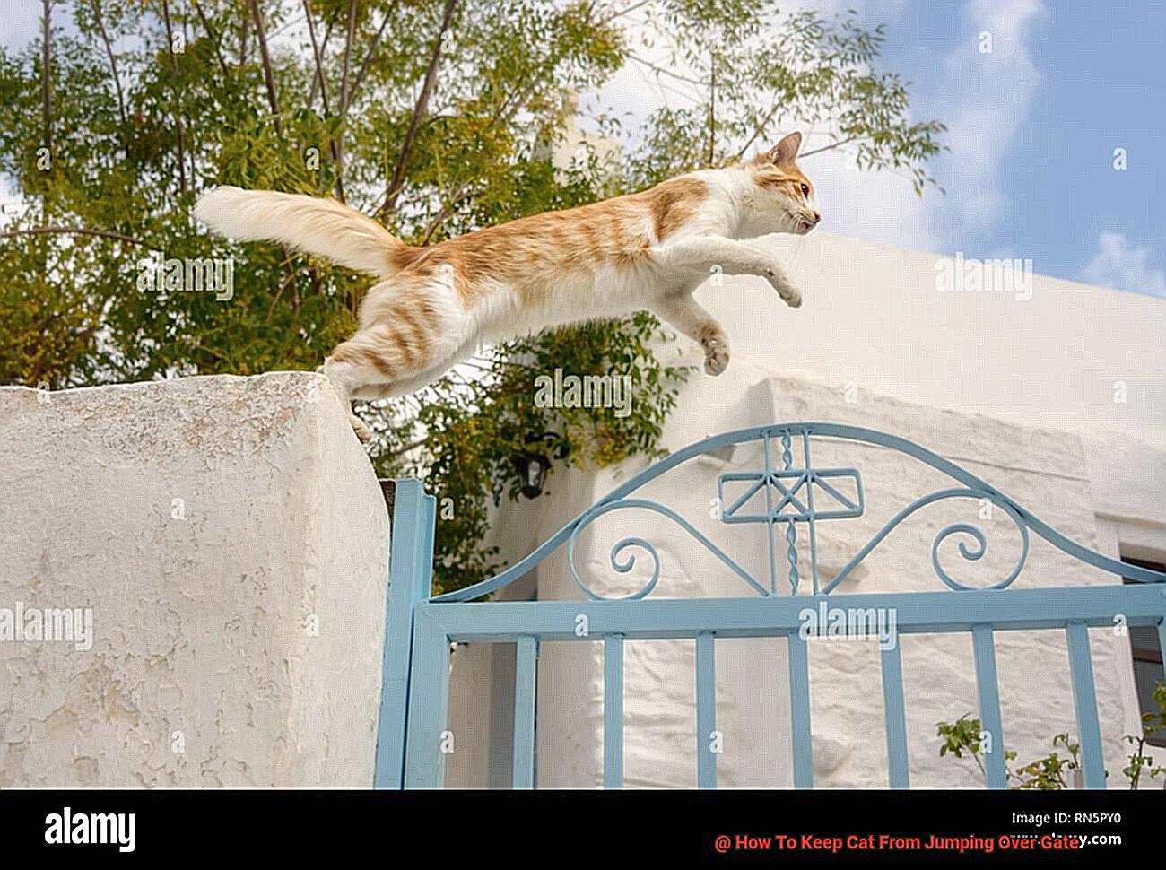 How To Keep Cat From Jumping Over Gate-3