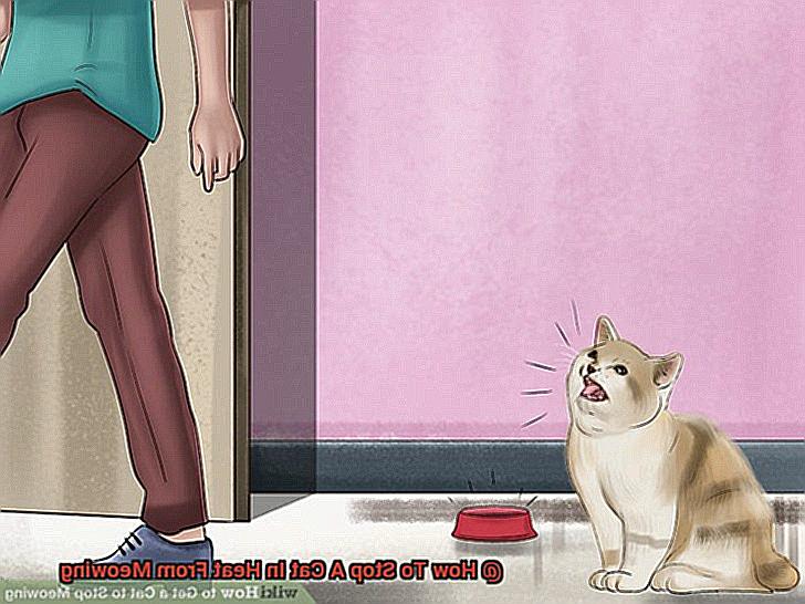 How To Stop A Cat In Heat From Meowing-3