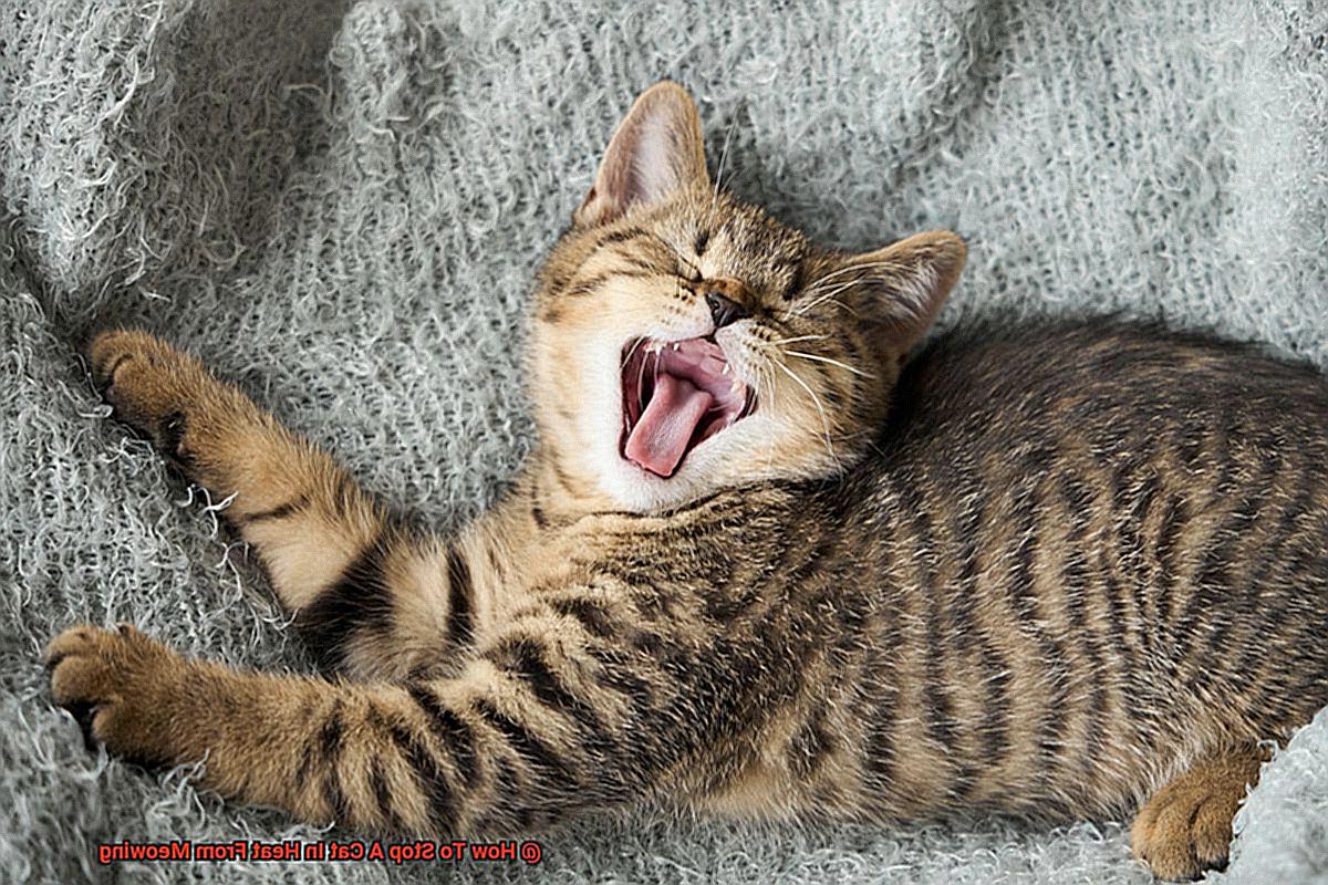 How To Stop A Cat In Heat From Meowing-2