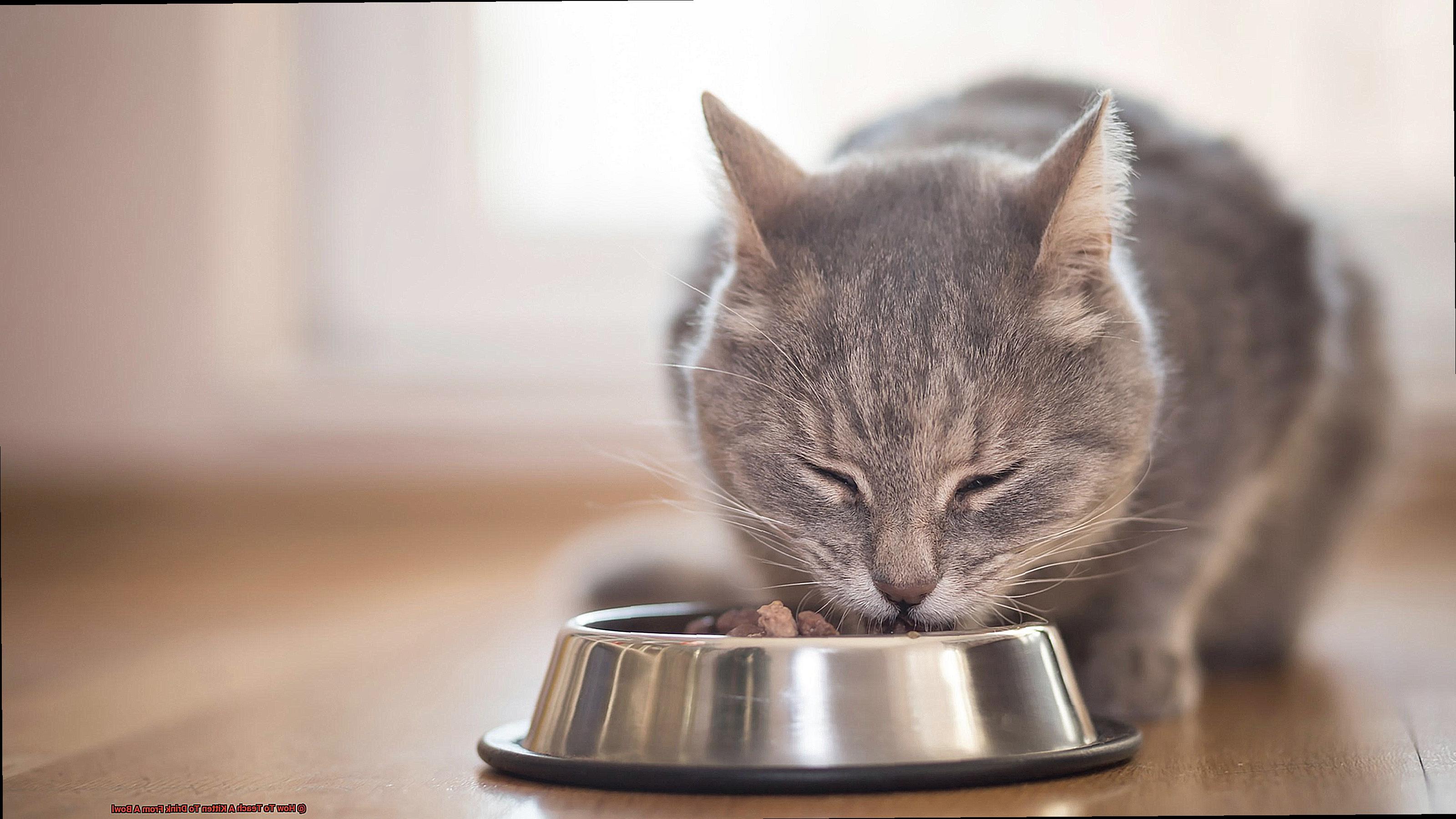 How To Teach A Kitten To Drink From A Bowl 874e33bb56