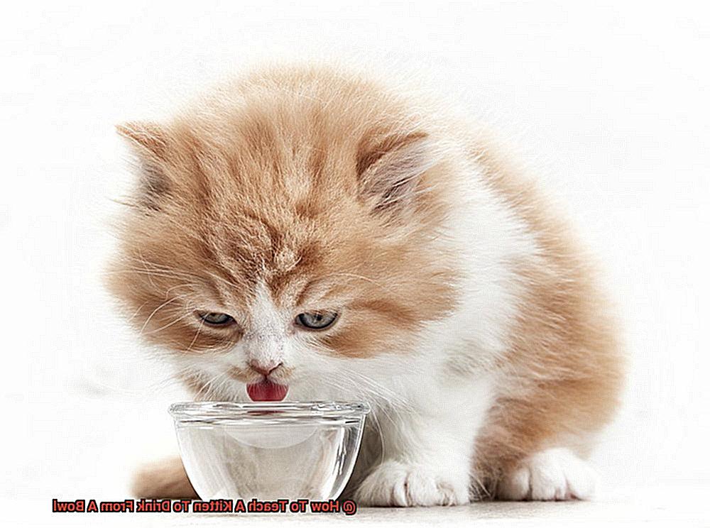 How To Teach A Kitten To Drink From A Bowl fed5457155