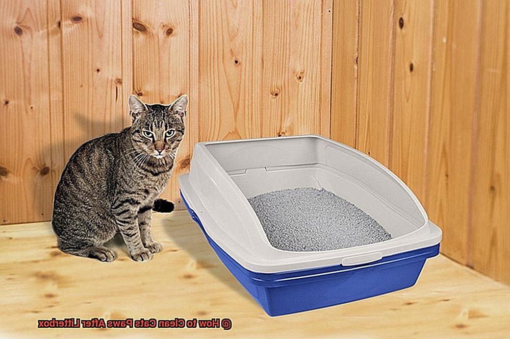 How to Clean Cats Paws After Litterbox-6