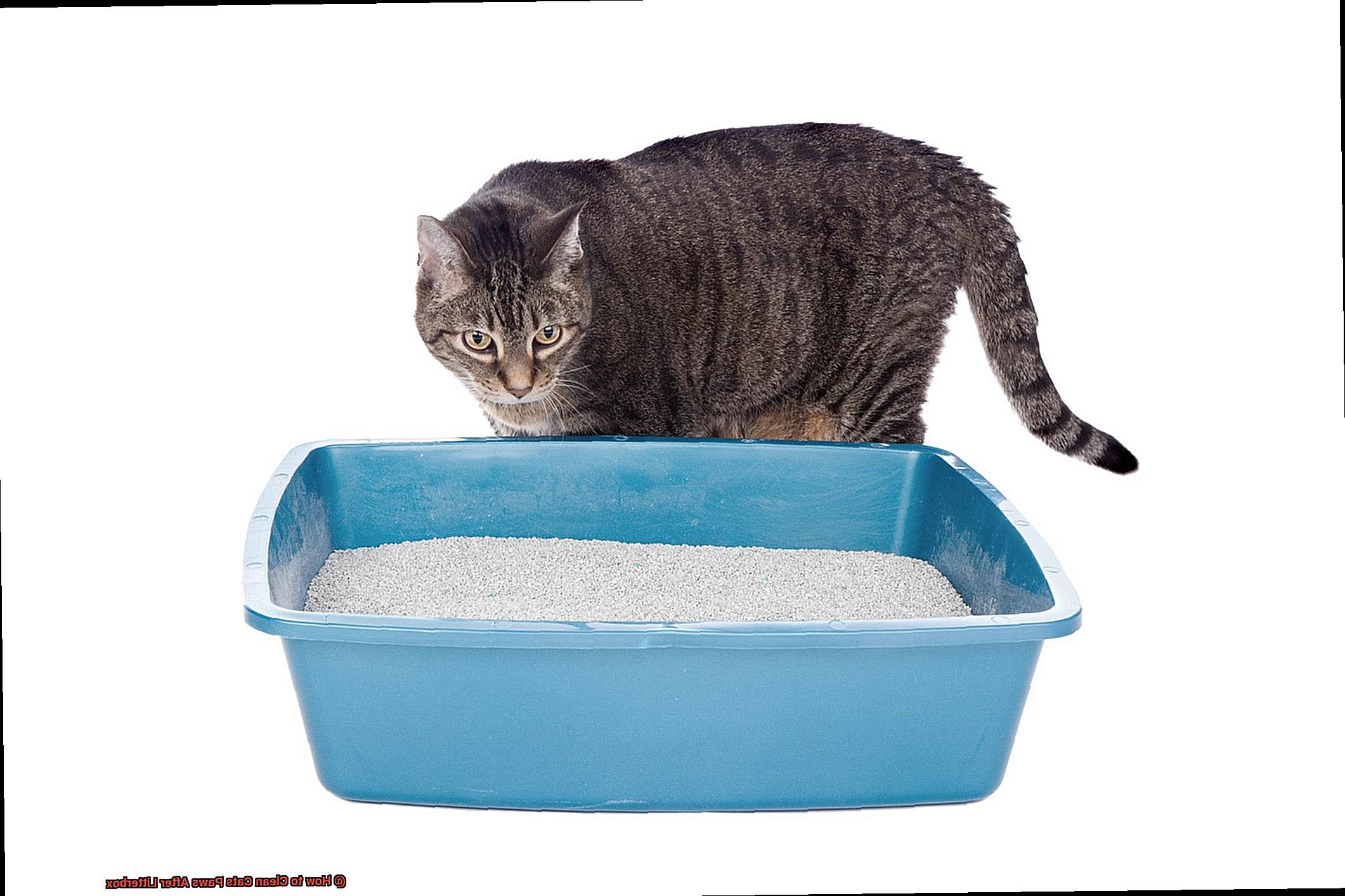 How to Clean Cats Paws After Litterbox-2
