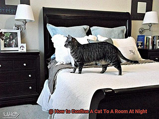 How to Confine A Cat To A Room At Night-2