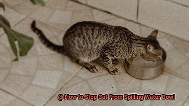 How to Stop Cat From Spilling Water Bowl-5