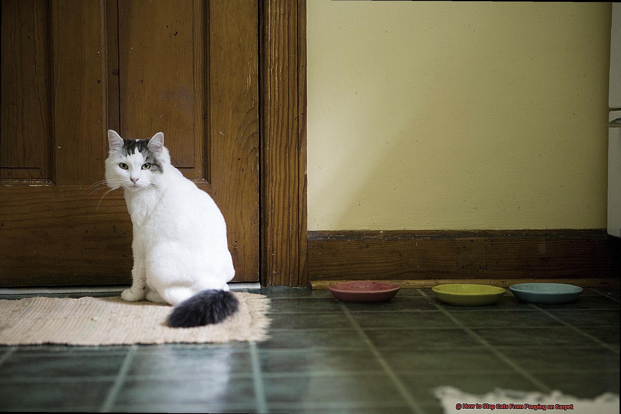 How to Stop Cats From Pooping on Carpet-6