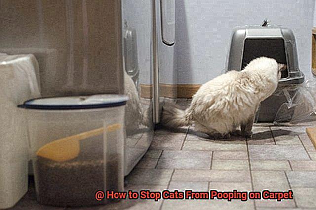 How to Stop Cats From Pooping on Carpet-5