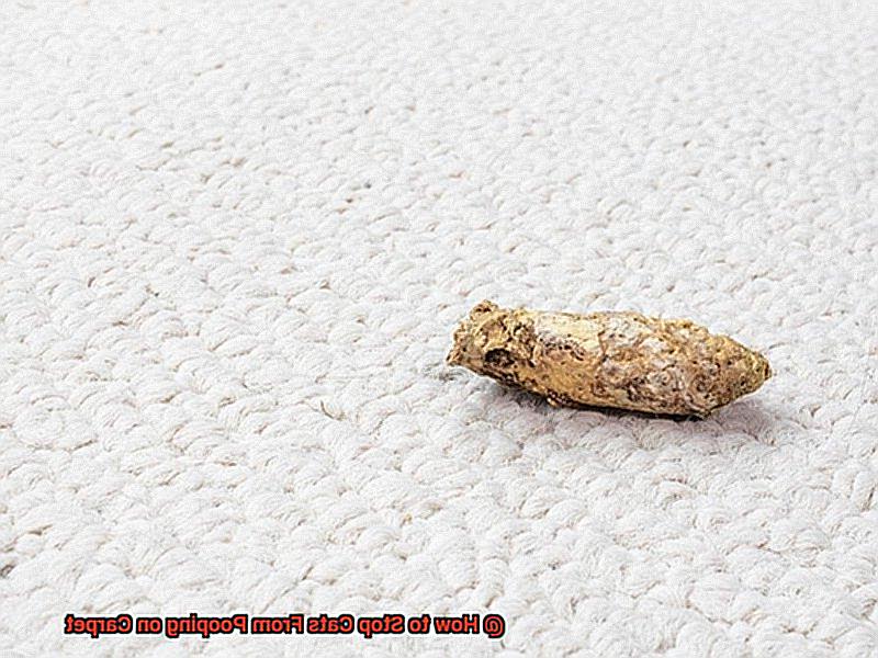 How to Stop Cats From Pooping on Carpet-3