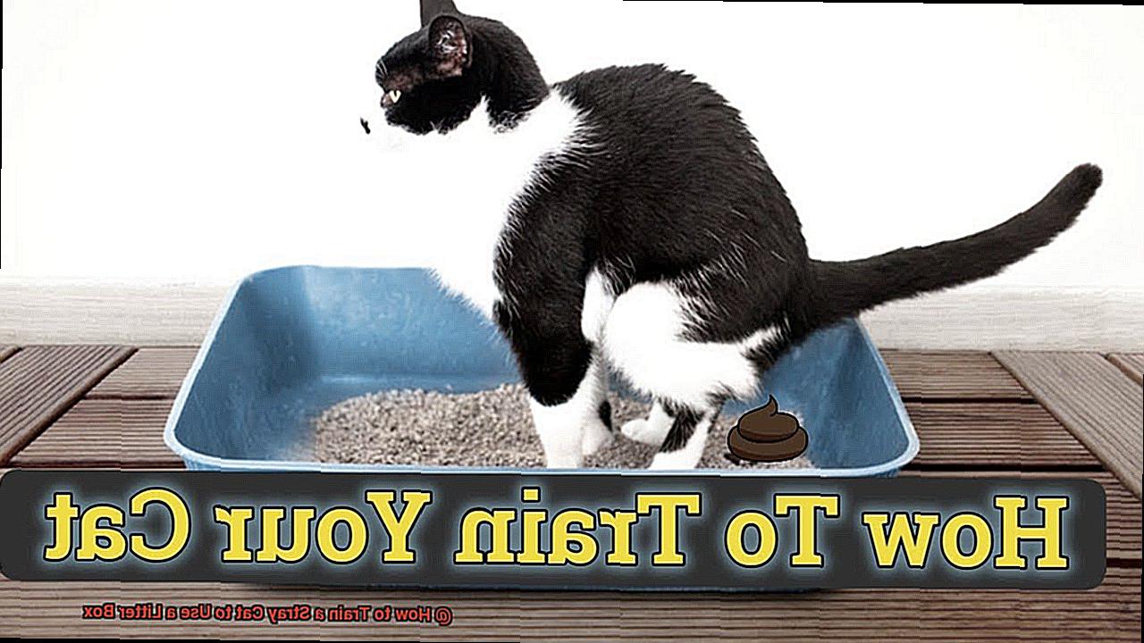 How to Train a Stray Cat to Use a Litter Box-3