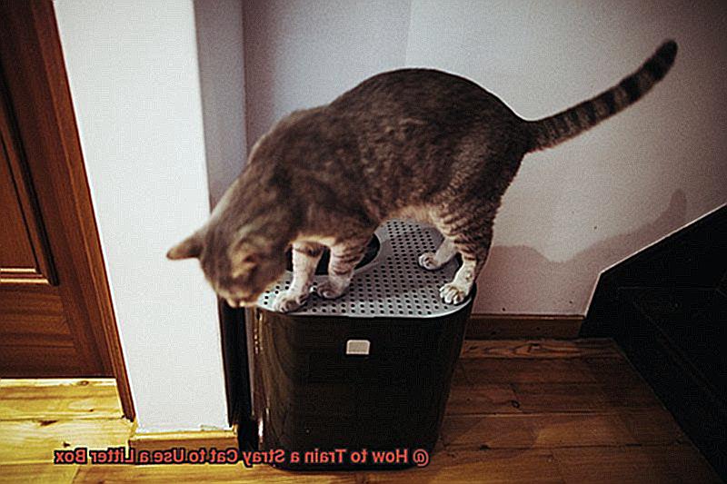How to Train a Stray Cat to Use a Litter Box-4
