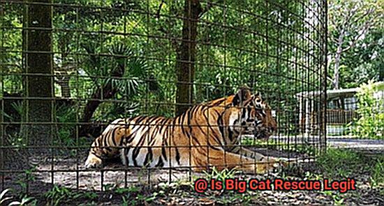 Is Big Cat Rescue Legit 2946008789