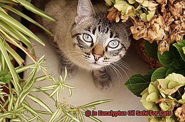 Is Eucalyptus Oil Safe For Cats-2