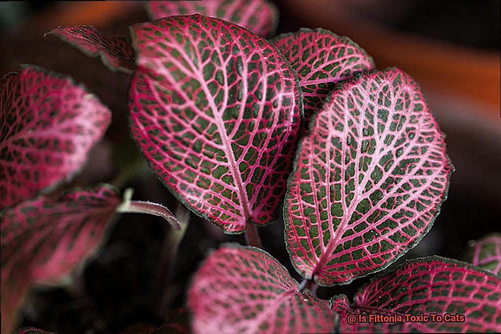 Is Fittonia Toxic To Cats 5a6699fd36