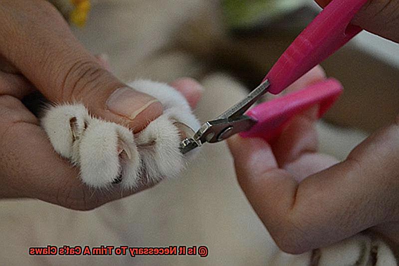 Is It Necessary To Trim A Cat's Claws-8