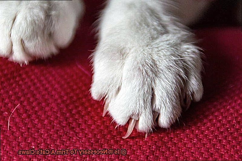 Is It Necessary To Trim A Cat's Claws-7