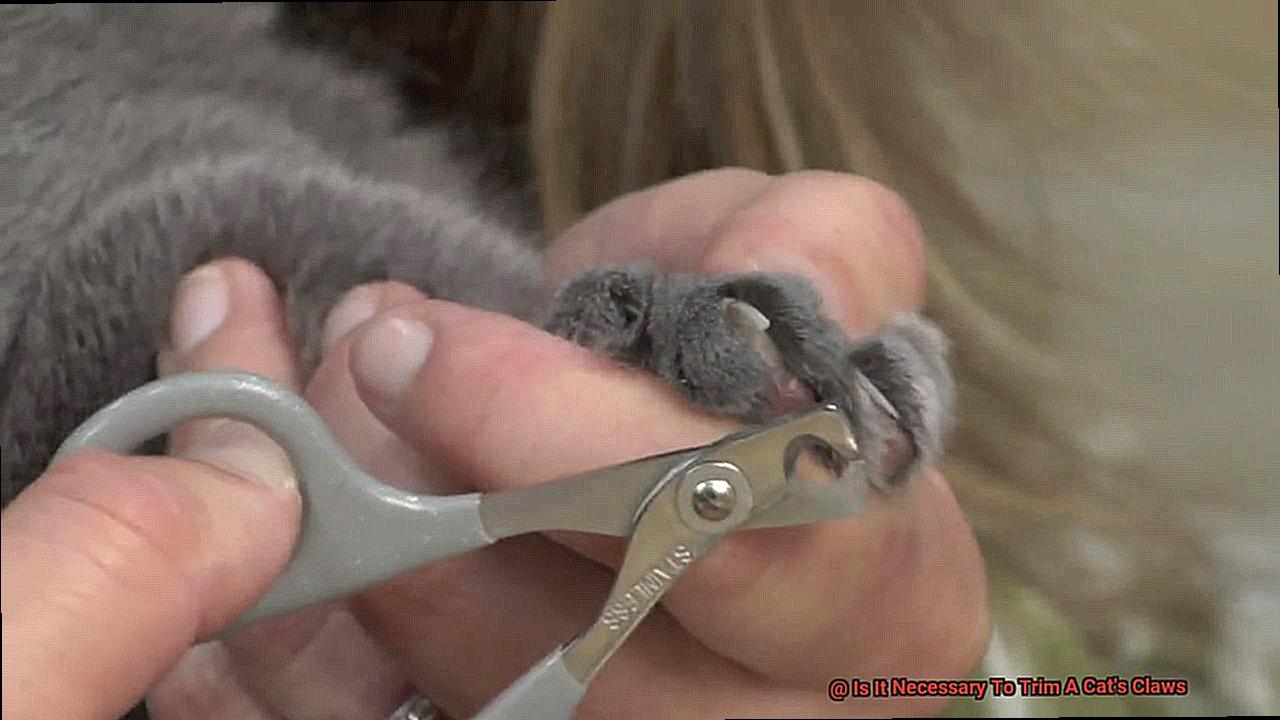 Is It Necessary To Trim A Cat's Claws-5
