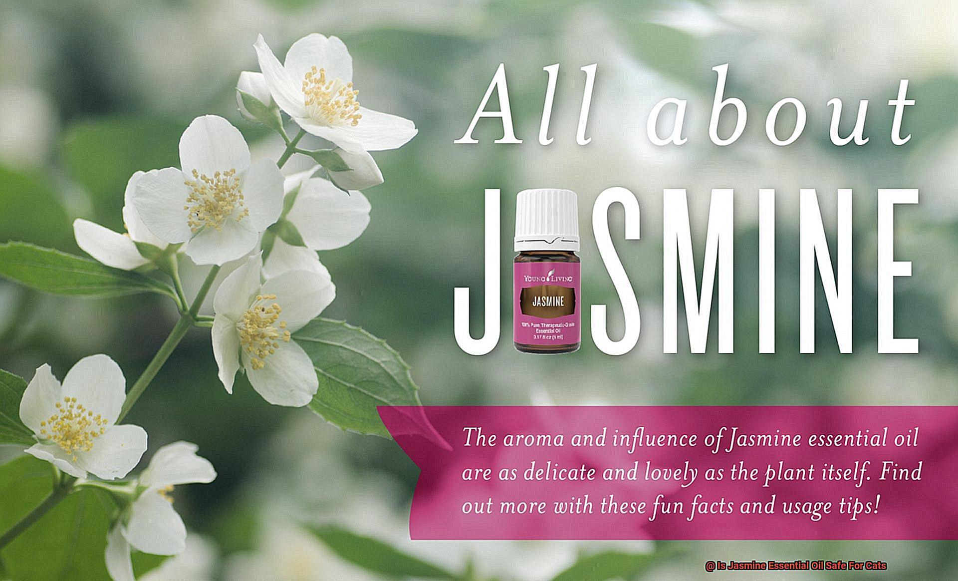 Is Jasmine Essential Oil Safe For Cats-7
