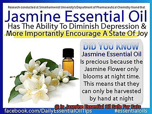 Is Jasmine Essential Oil Safe For Cats-6