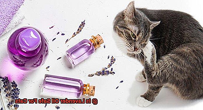 Is Lavender Oil Safe For Cats-5