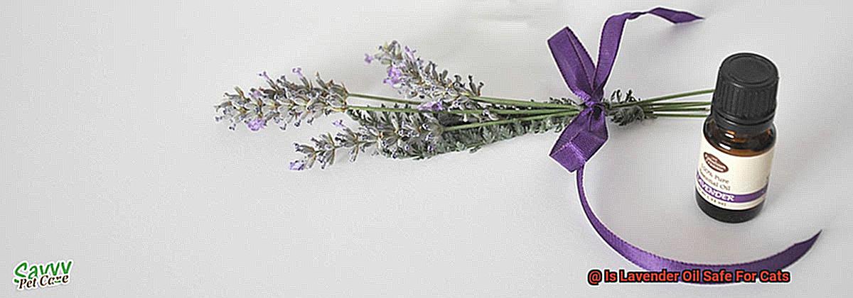 Is Lavender Oil Safe For Cats-9