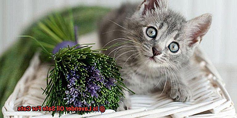 Is Lavender Oil Safe For Cats-6