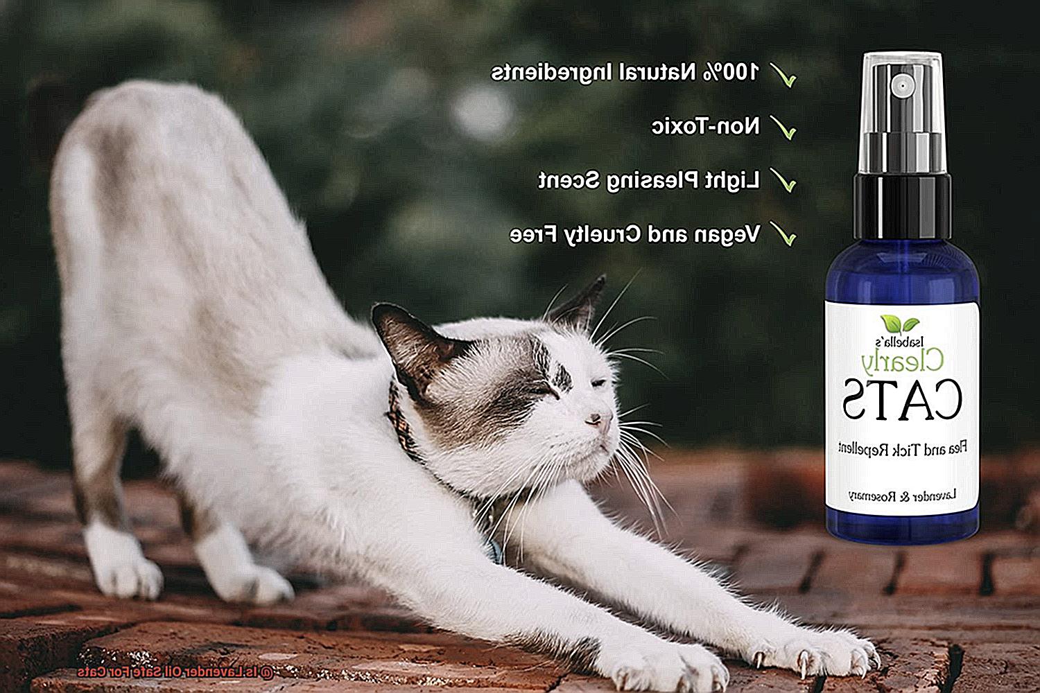 Is Lavender Oil Safe For Cats-2