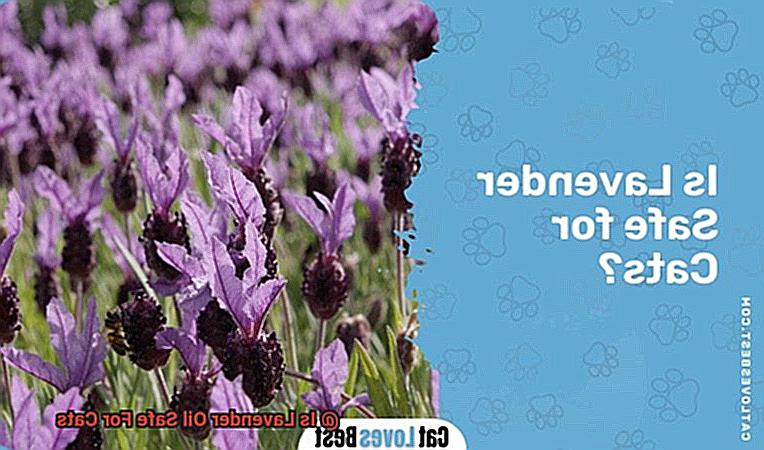Is Lavender Oil Safe For Cats-10