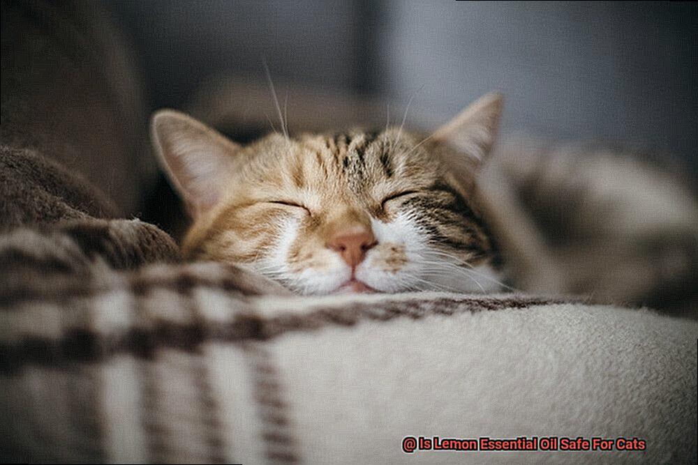 Is Lemon Essential Oil Safe For Cats-3