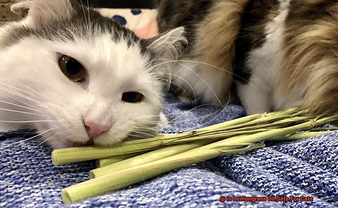 Is Lemongrass Oil Safe For Cats-12