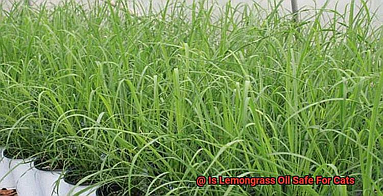 Is Lemongrass Oil Safe For Cats-6